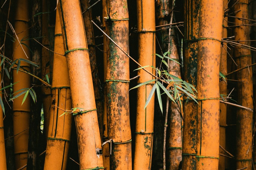 Audioengine Announces A5N in Solid Bamboo
